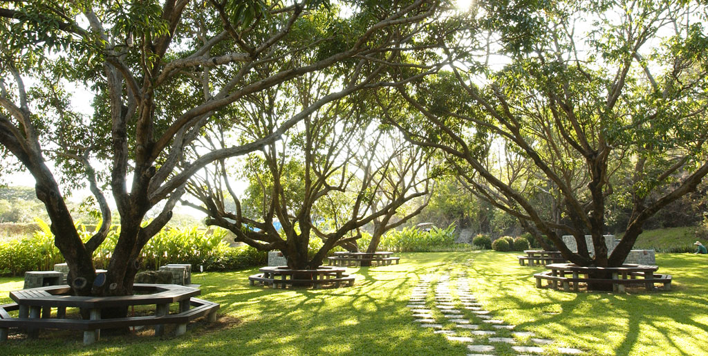Mango Grove